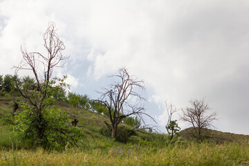 Lonely trees on a grassy hillside beneath a moody sky in the Alborz mountains, capturing the contrast between spring growth and the starkness of bare branches.