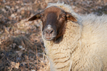 A charming close-up portrait of a sheep with a brown face