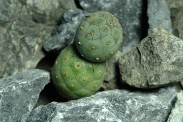 Close up tephrocactus geometricus on artificial habitat, live at rock cliff crevice stone surface