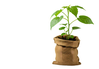 Young Plant in a Burlap Sack isolated on transparent baackground