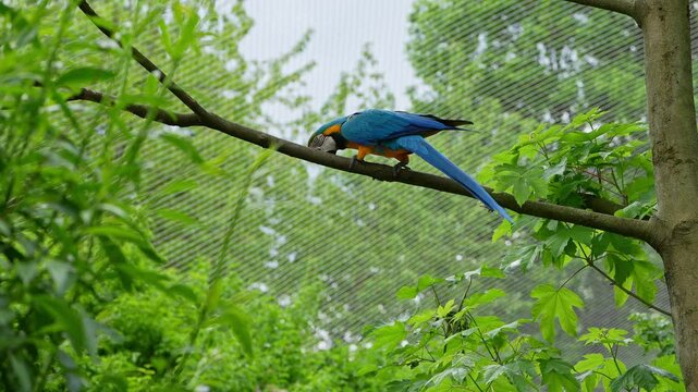 The Blue-and-yellow Macaw, Ara ararauna also known as the blue-and-gold macaw, is a large South American parrot with mostly blue top parts and light orange underparts