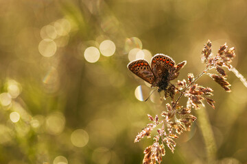 Motyl na trawie w kroplach wody, piękne tło sezon letni. 