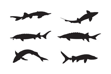 Atlantic Sturgeon Silhouette Vector Set Fish Illustrations in Various Poses for Marine and Wildlife Design on White Background