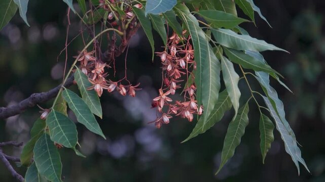 Neem Tree - Azadirachta indica Indian Lilac Seeds, Fruits & Leaves