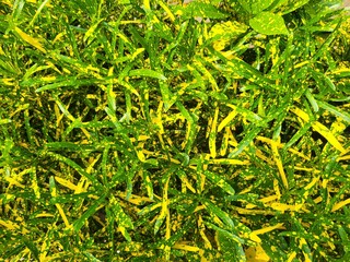 Bright Green and Yellow Croton Plant Leaves in Sunlight