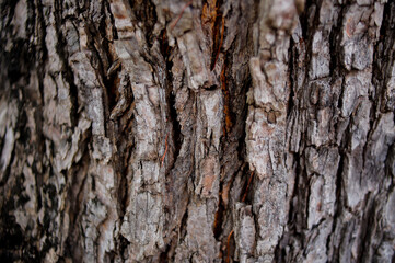 Fallen Dry Leaves with New Sprouts – Natural Forest Floor Texture

