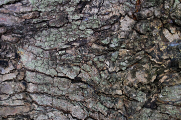 Fallen Dry Leaves with New Sprouts – Natural Forest Floor Texture


