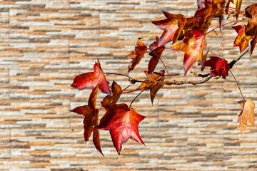 autumn leaves on a textured wall background