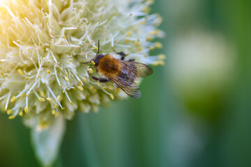 Bee and flower. Close up of bee collects pollen from an onion flower on a natural background. Selective focus