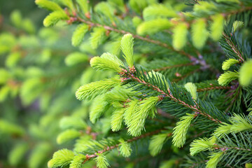 Branches spruce tree with young new shoots on a natural green background in spring forest. Natural background