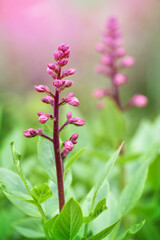 Pink buds of wild plant Diptam (Dictamnus albus) or Burning Bush, or Fraxinella, or Dittany. Endangered rarity plant