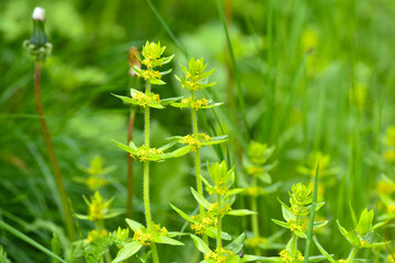 Crosswort - Cruciata laevipes, that is a species of flowering plant in the family Rubiaceae. Selective focus