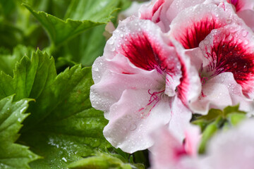 Close up of Lovely white and pink Pelargonium flowers after the rain. Flower background. Soft focus