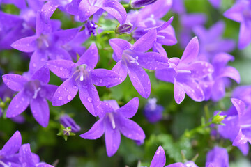 Campanula flowers as a background. Violet colored Campanula with water drops on the flowerbed....