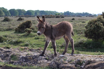 Donkey foal in the New Forest