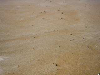 Tiny dark shells are scattered across smooth, wet sand near the shoreline