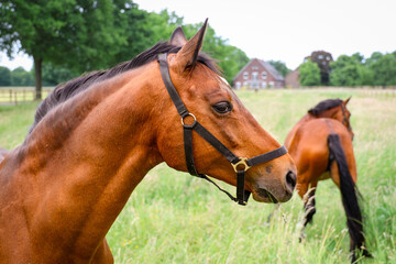 Close-up of a brown horse with a bridle chewing grass, standing in a green meadow with another horse in the background. Peaceful rural farm scenery on a summer day.