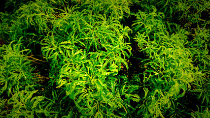 Close Up of Fresh Euodia Ridleyi Leaves