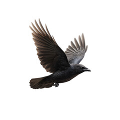 Naklejka premium Raven in flight Isolated on transparent background
