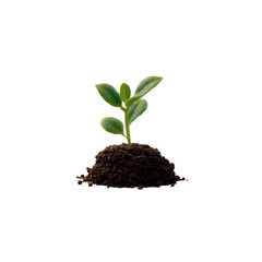 Seedling sprouting from soil Isolated on transparent background