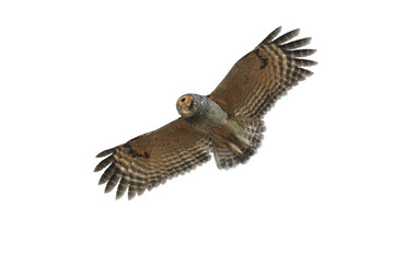 Spotted Wood-owl (Strix seloputo) flying isolated on white background. This has clipping path.