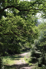 Path through a woodland in summer
