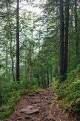 Shady forest path surrounded by tall evergreen trees and green undergrowth. The trail features exposed roots and a peaceful atmosphere, perfect for hiking, solitude, and nature exploration themes.