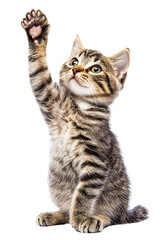 Naklejka premium Playful tabby kitten reaching upward isolated on transparent PNG
