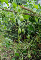 Chayote growing in the garden.