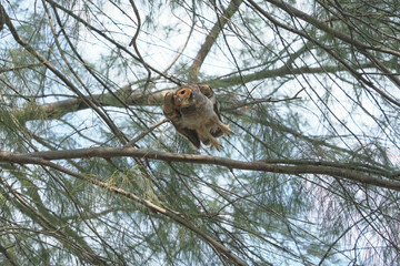 Spotted Wood-owl (Strix seloputo) flying  bird watching in the forest