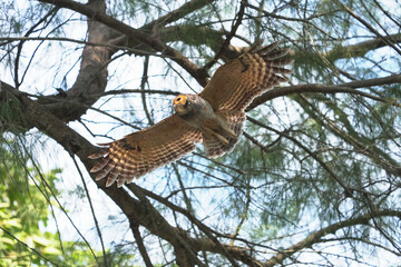 Spotted Wood-owl (Strix seloputo) flying  bird watching in the forest