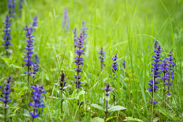 Blooming blue bugleweeds (Ajuga reptans) in the summer meadow