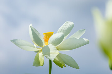 Obraz premium The white lotus flowers blooming in summer