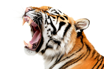 Yawning tiger closeup profile view isolated on transparent PNG