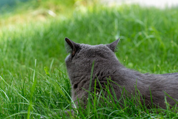 Gray cat lying in tall green grass seen from behind on summer day. Concept of animal relaxation, peaceful nature and outdoor pet behavior.