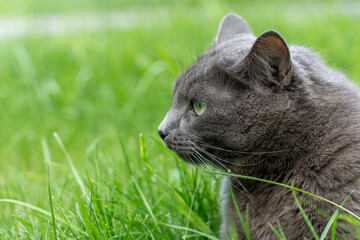 Beautiful gray cat with green eyes resting in tall grass on summer day. Concept of peaceful nature, pet care and outdoor relaxation.