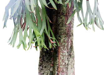 close-up of staghorn ferns attach to the tree trunk