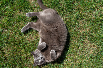Playful gray cat lying on green grass in sunlight looking up. Concept of pet behavior, summer relaxation and domestic animal joy.