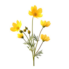 yellow flower stalk isolated on transparent background cutout 