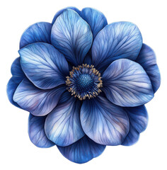 Isolated Anemone Flower in Blue Tones on a Transparent PNG Image