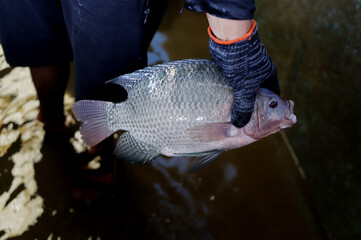 Man Holding a Large Fresh Tilapia Fish in a Fish Farm