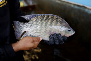 Man Holding a Large Fresh Tilapia Fish in a Fish Farm