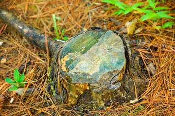 freshly felled tree stump surrounded by dry pine needles and small plants, tree trunk left over from felling with green moss on the ground, old stump in the forest,
