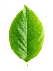 Obraz premium Closeup Vibrant Green Leaf