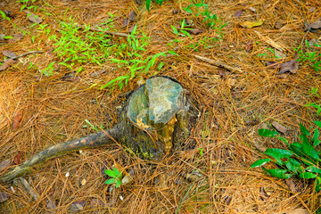 freshly felled tree stump surrounded by dry pine needles and small plants, tree trunk left over from felling with green moss on the ground, old stump in the forest,