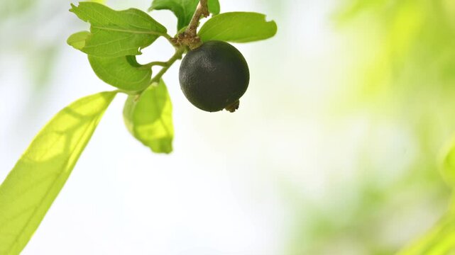 Alangium salvifolium or sage leaved alangium tree fruit. It is a flowering plant in the&nbsp;Cornaceae&nbsp;family. Wildfruit on the tree. 
