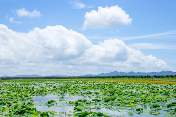 Summer lotus leaf fields and water town scenery
