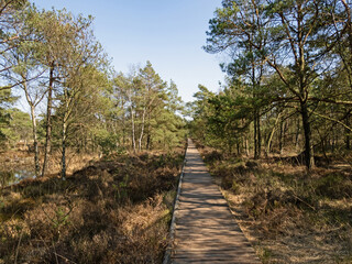 Ein Plankenweg führt durch die Landschaft im Pietzmoor in der Lüneburger Heide bei Schneverdingen, Deutschland