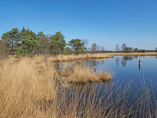 Landschaft im Pietzmoor in der Lüneburger Heide bei Schneverdingen, Deutschland