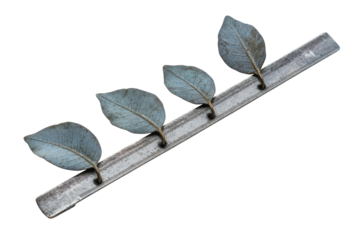 Leaves aligned on a ruler